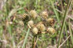 Yuccaleaf eryngo <BR>Northern rattlesnake master